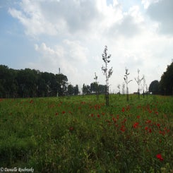 17Vredesbos26sep17.jpg