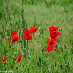 29Vredesbos26sep17.jpg