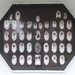 34Frelinghien.jpg