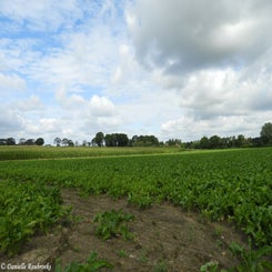 12Ieperwandelingza31jul21.jpg