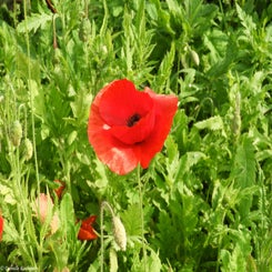 57Vredesbos26sep17.jpg