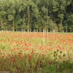 69Vredesbos26sep17.jpg