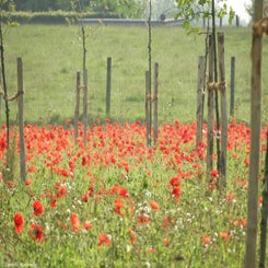68Vredesbos26sep17.jpg