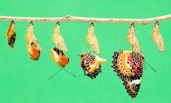 Caterpillars And Butterflies - Mp3