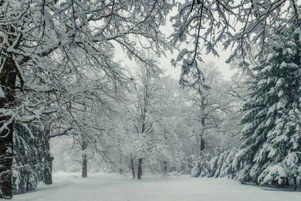 In The Stillness Of Winter - Mp3