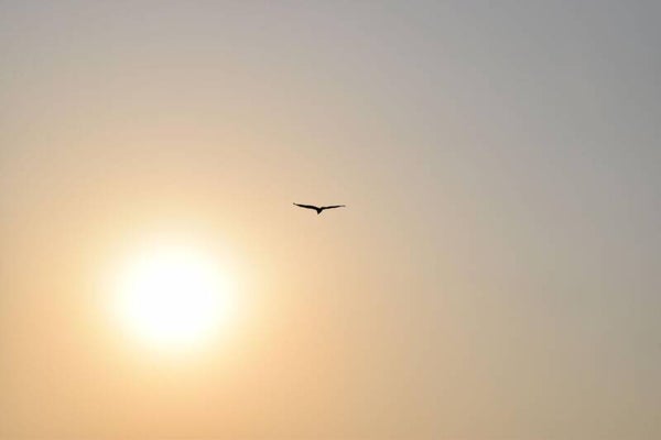 Light and Free - Mp3