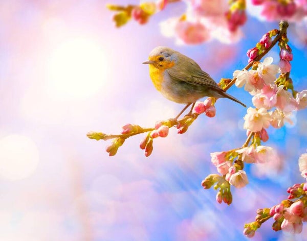Morning Like Spring - Mp3