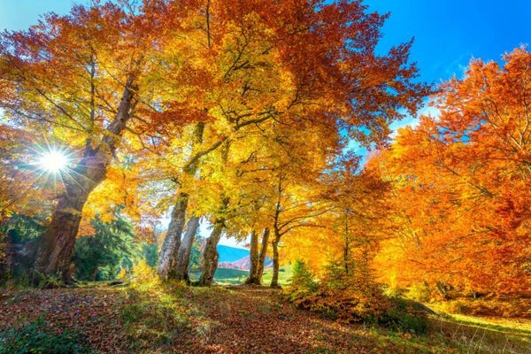 Seasons Of Us - Mp3