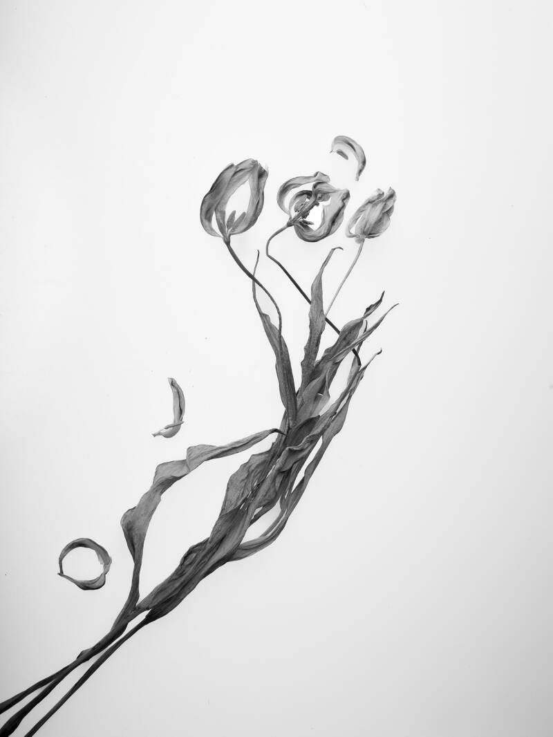 vergaantulp4-1-standard.jpg
