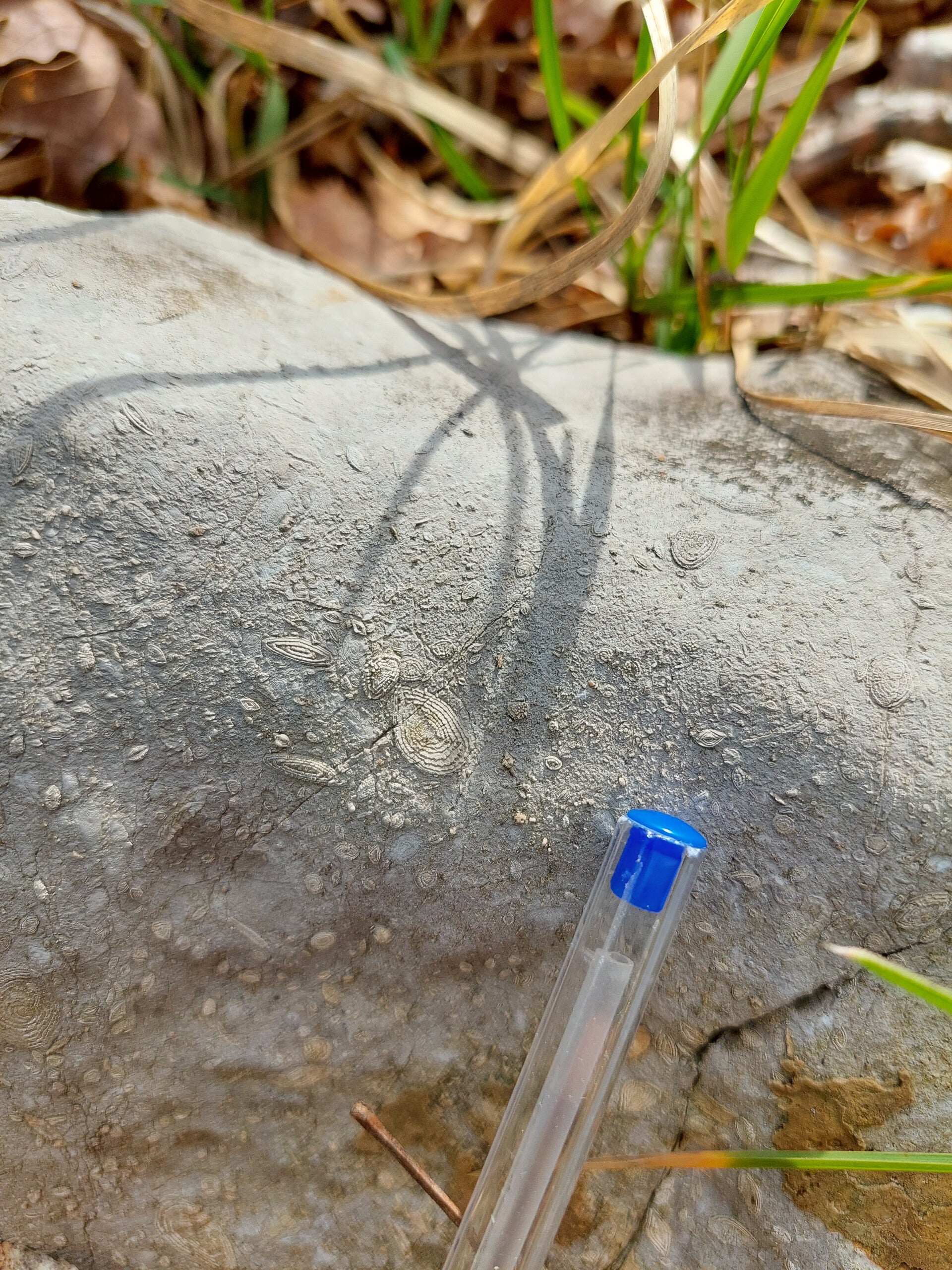 Piccoli fossili nella roccia del Carso