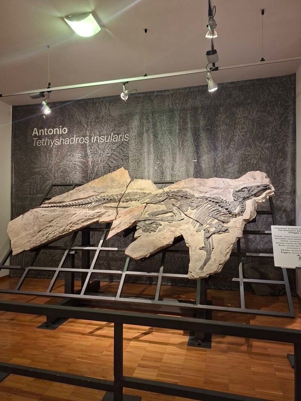 Visita al Museo di Storia Naturale di Trieste: paesaggio della scienza
