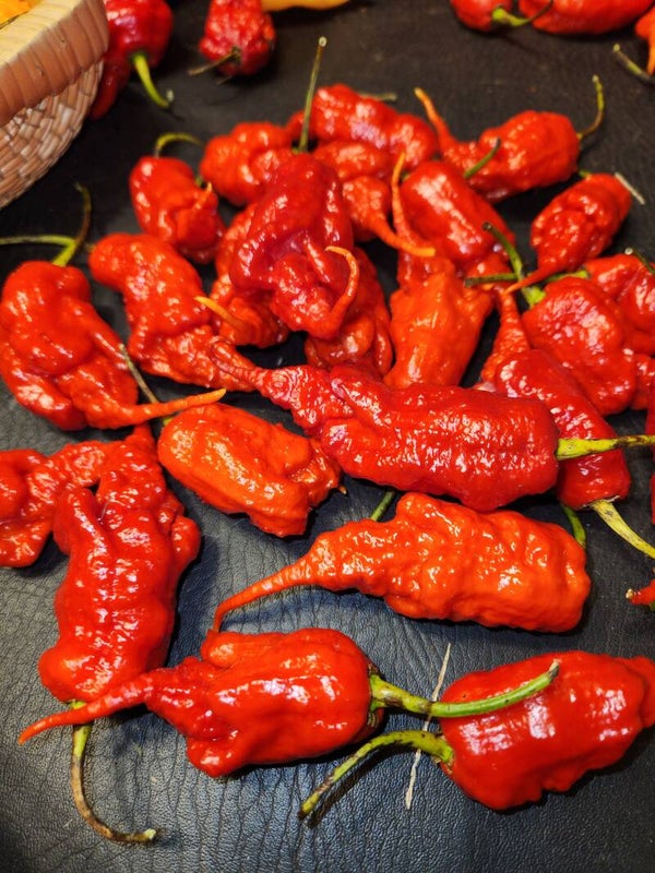 Novelty - Extremely Hot Pepper Seeds