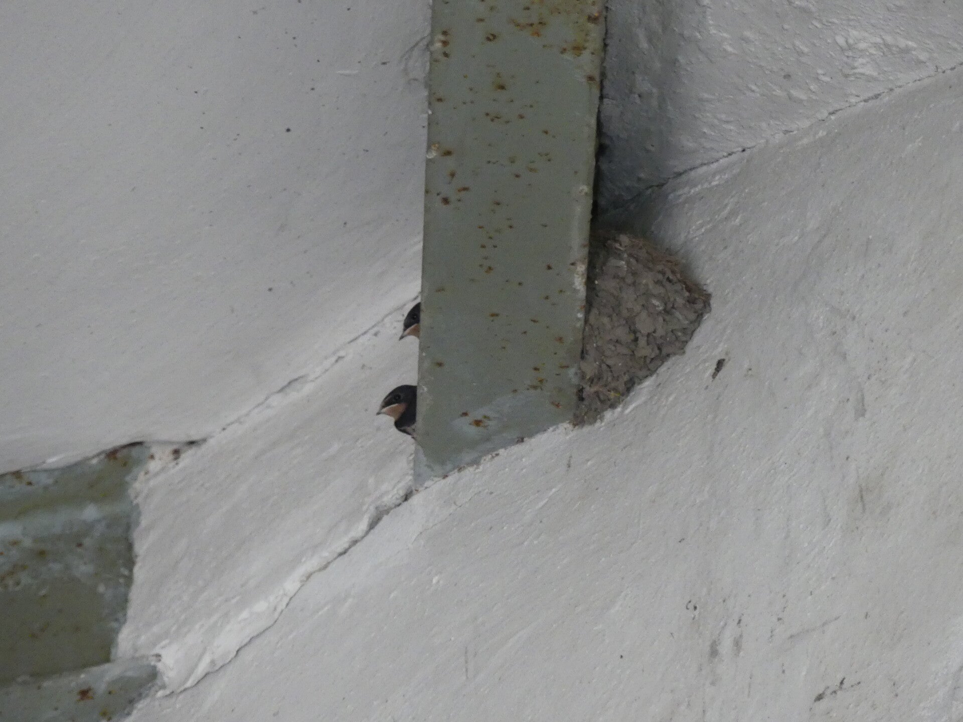 Rauchschwalben-Jungvögel neben ihrem Nest