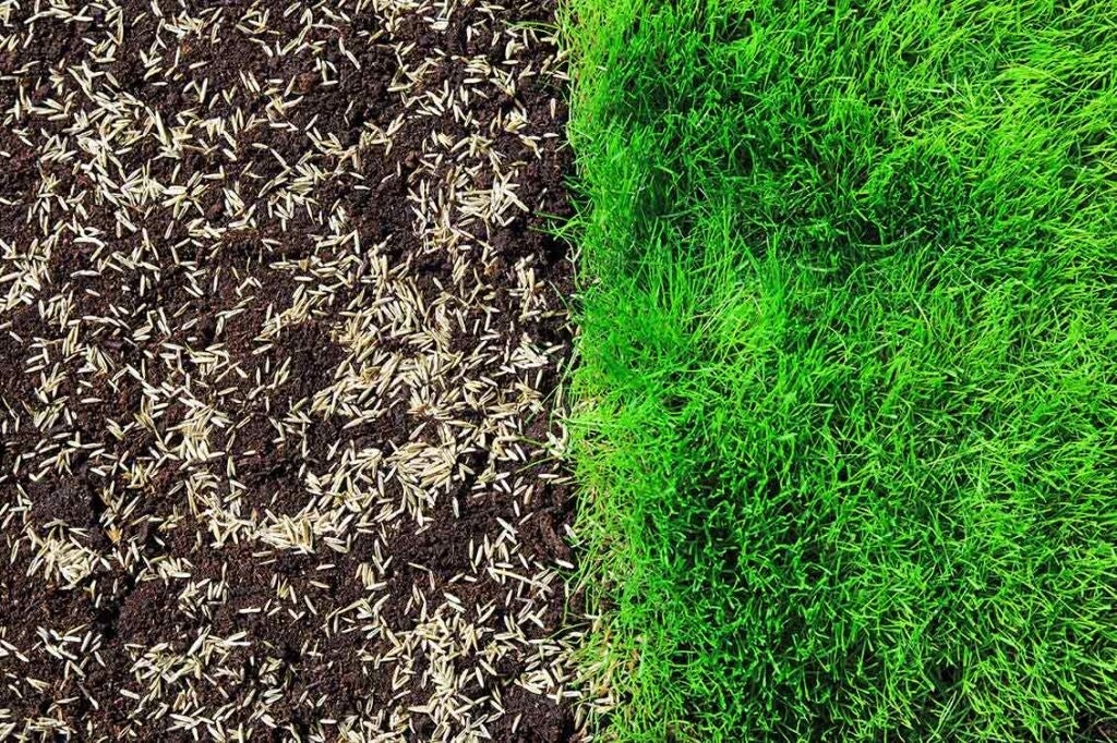 65c2953ae37fb8acd000a17c_overseeding-1024x682-standard.jpg