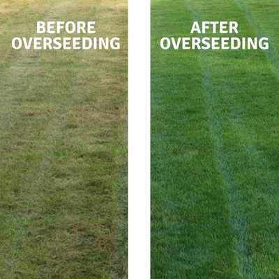 beforeafter-400-standard.png