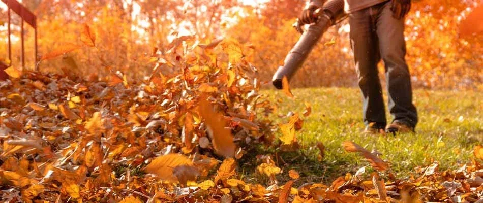 leaf-cleanuoss-standard-7g74ht.webp