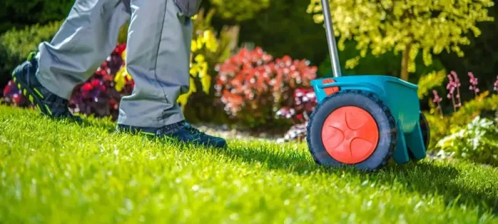 overseeding-standard.webp