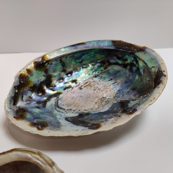 Abalone schelp Regenboog Groot 12,5 - 15,5 cm