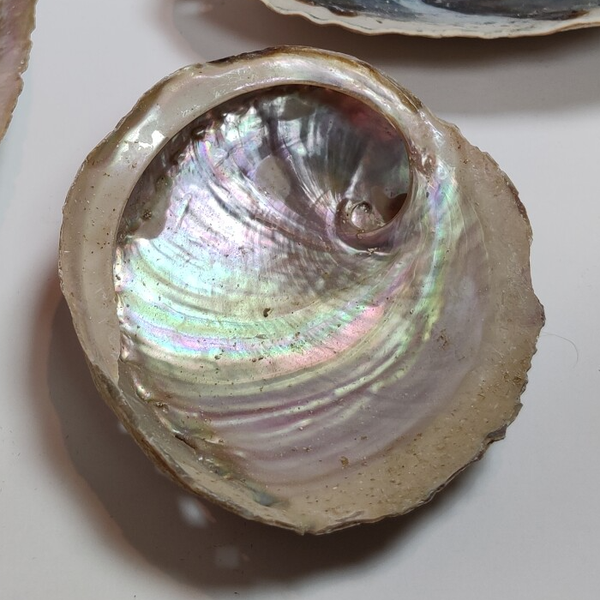 Abalone Schelp Klein 7 - 10 cm
