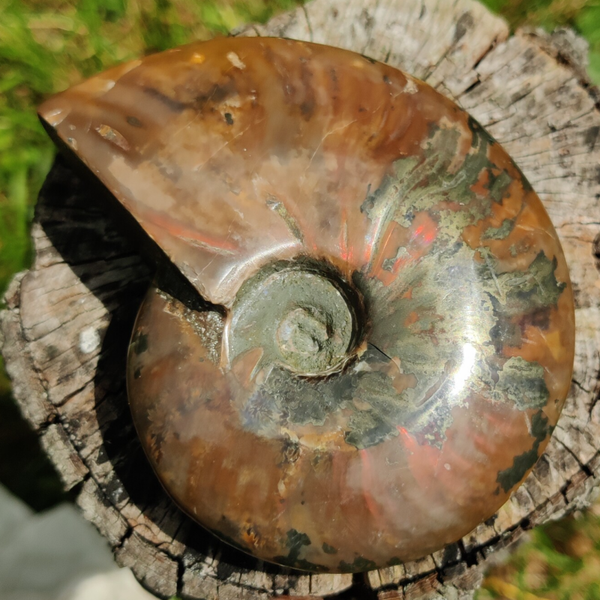 Ammoniet Rood Opaliserend - Gepolijst - 10 cm - Madagascar