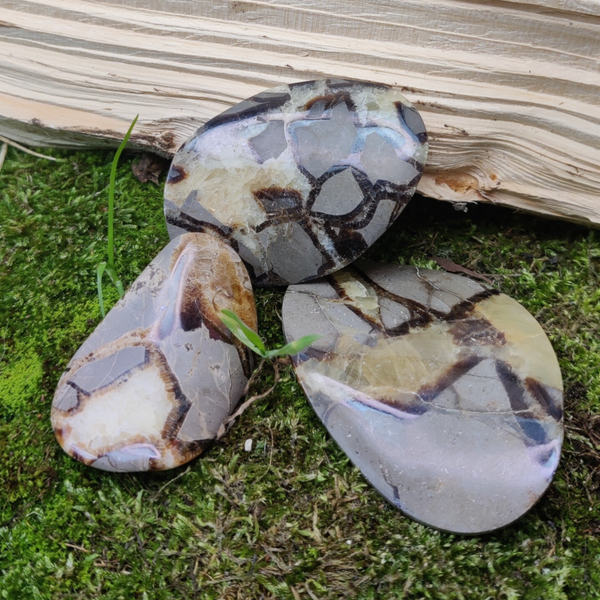 Wave Shape - Septarie - 5 tot 7 cm