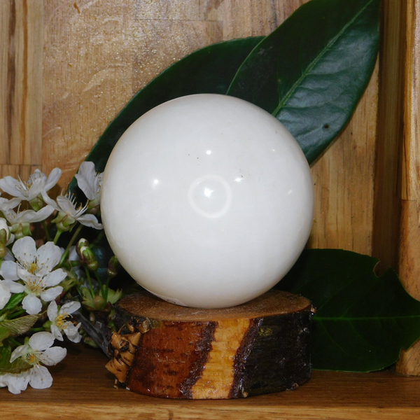 Gefossileerde Schelp Bol - 7,5 cm - 600 gram