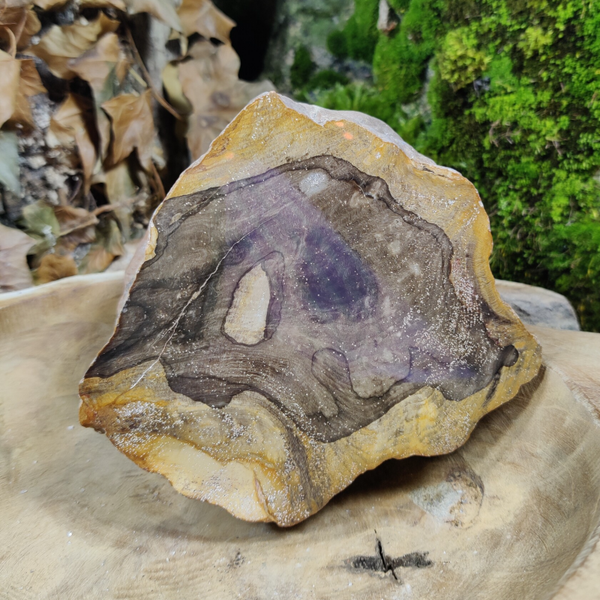 Versteend hout Australie groot 910 gram