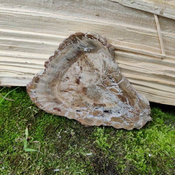 Versteend hout schijf 7 - Madagascar - Sculptuur