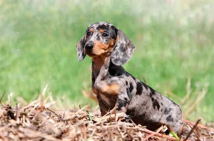 chiot teckel nains a vendre