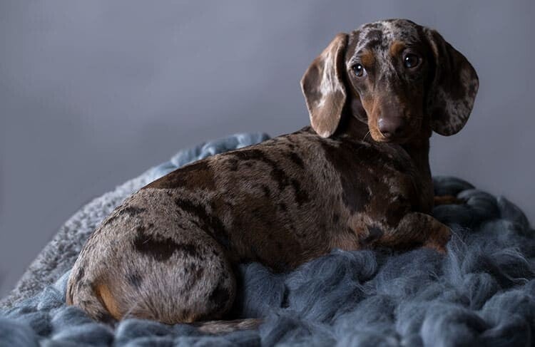 élevage de teckel nains pour le Luxembourg