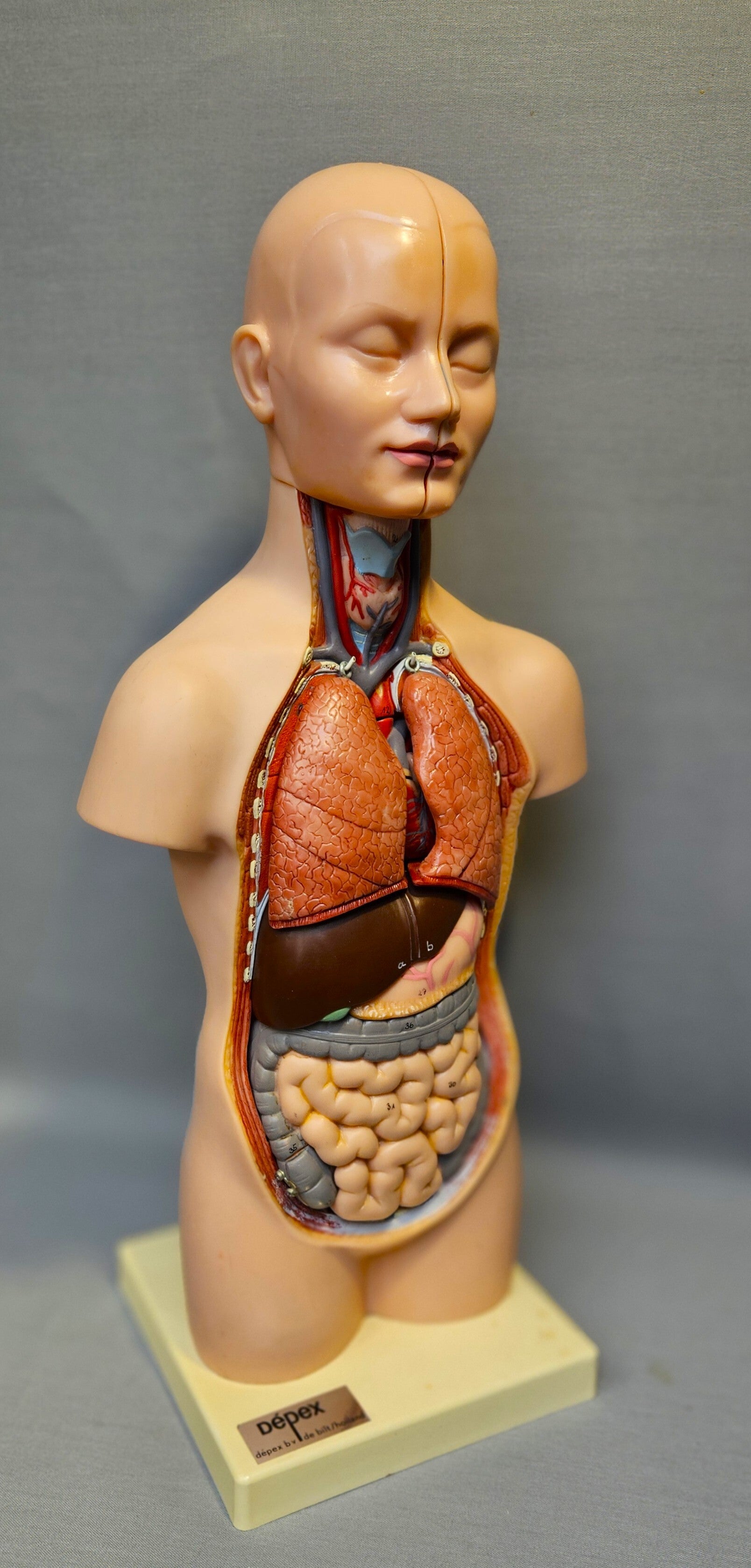 Vintage Depex Anatomisch Torso Model - 50 cm - Educatief & Decoratief