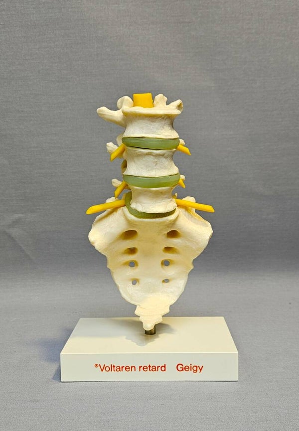 Vintage Anatomisch Model – Onderrug & Heiligbeen – Voltaren Geigy