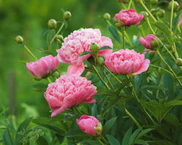 Fondant parfumé Pivoine