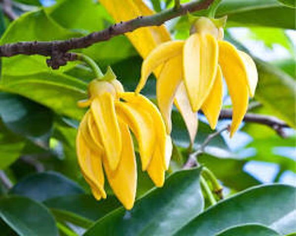 Fondant Ylang-ylang
