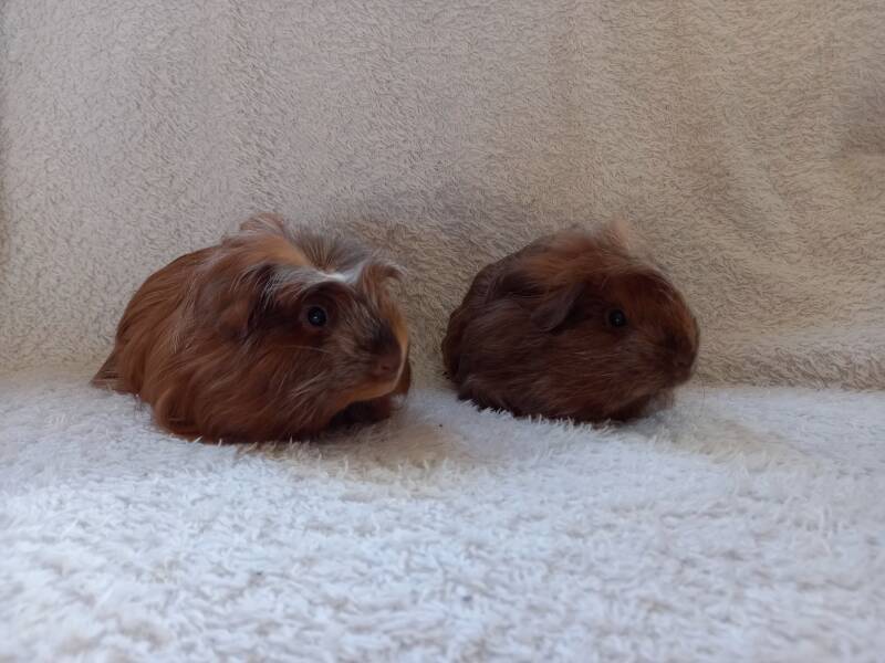 Brammetje en Brummetje geboren 8 november 2025 en 18 november 2025 