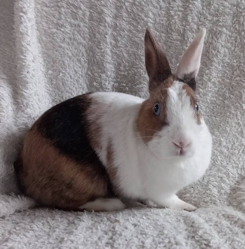 l Nala l Geboren 12 april 2023