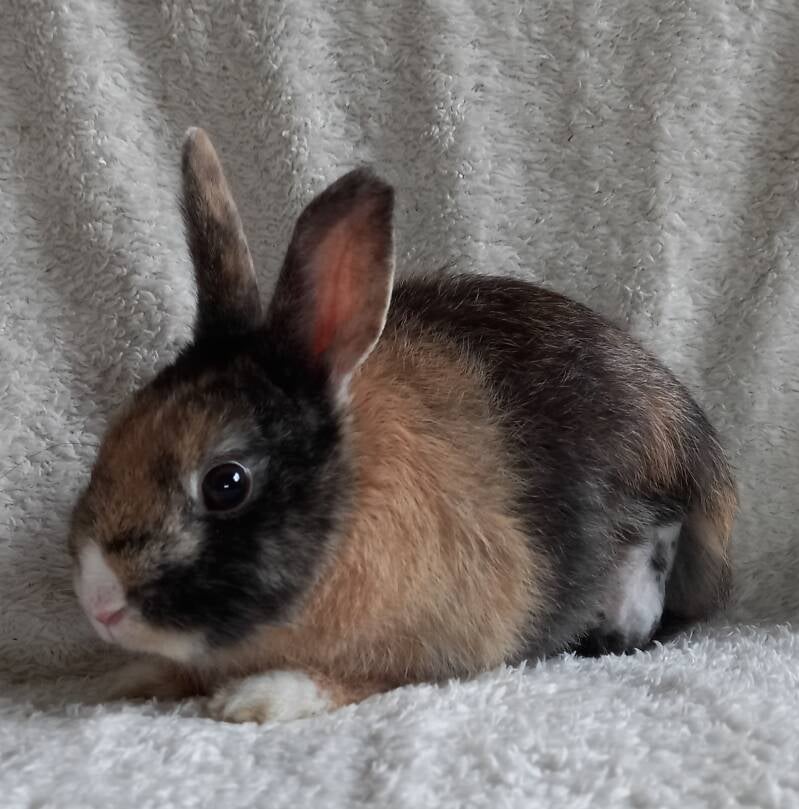 l Wiktoria l voedster 6 maanden . Zij is binnen gekomen als vondeling met een gebroken pootje.  Deze hebben we moeten laten amputeren maar dat houdt Wiktoria zeker niet tegen om gewoon konijn te zijn en fijn te huppelen .