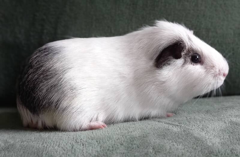 l Bacon l geboren 13 januari 2024