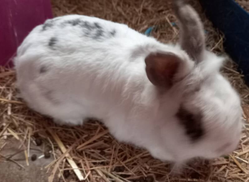 l Ringo l ongeveer 4 jaar . Leeuwenkope middelmaat .Is binnen gekomen als vondeling en super sociaal aangelegd .