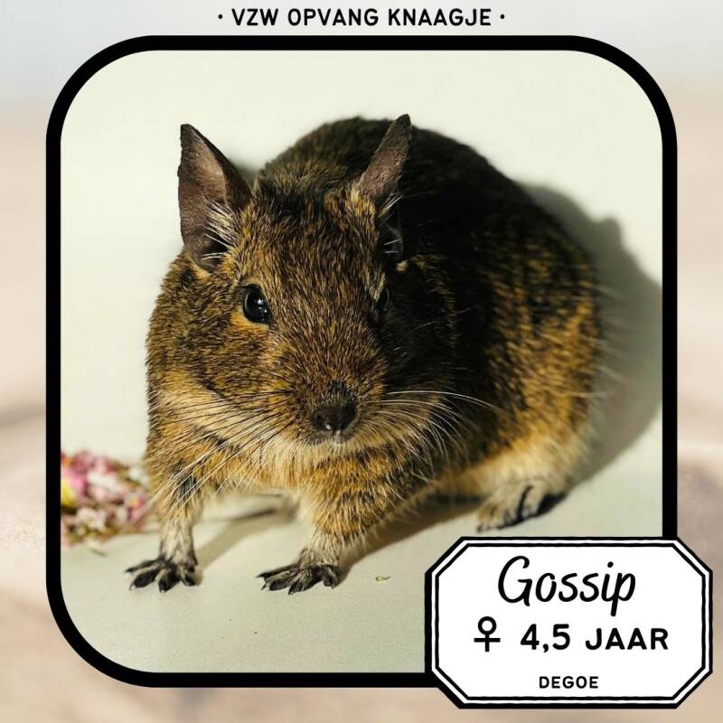 adv-degoe-gossip-standard.jpg