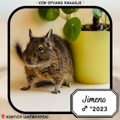 adv-degoe-jimeno-standard.jpg