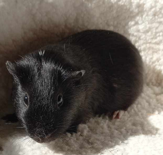l Blacky l geboren december 2024. Verblijft in de opvang sinds maart 2025 