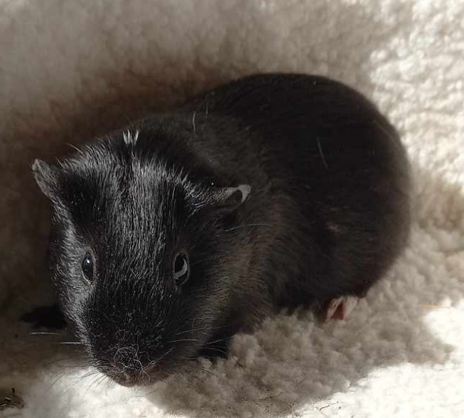 l Blacky l Geboren 5 december 2024 . In de opvang sinds maart 2025