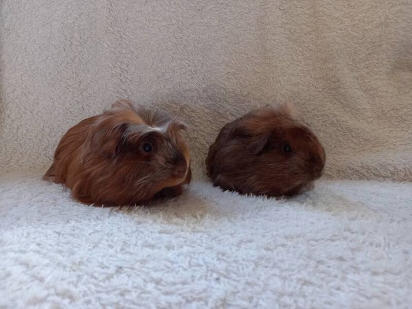 Brammetje en Brummetje