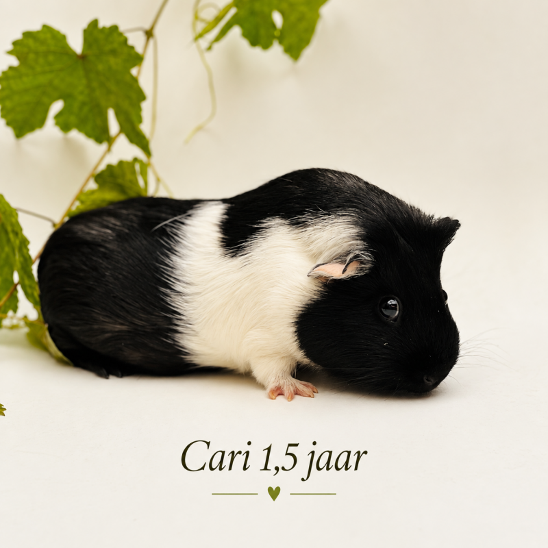 cari-standard.png