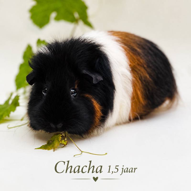 chacha-standard.png