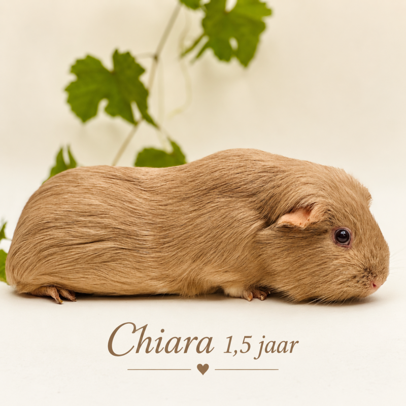 chiara-standard.png