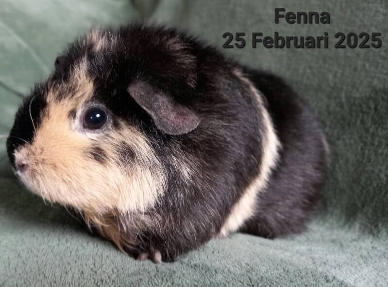 fenna-standard.jpg