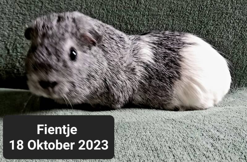 fientje-standard-anid04.jpg