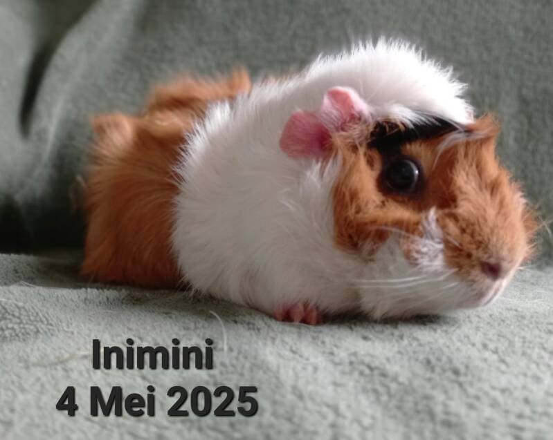 inimini-standard.jpg
